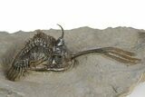 Spiny Trident Walliserops Trilobite - Top Quality Specimen #350528-1